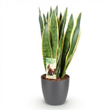 Green BoutiQ - Kamerväxtn - Utanevieria Laurentii - Vrouwentong - Weinig onderhoud - Groen - 1 Plant - met Potter Grijs - Kruka 21cm - Hoogte 70-80cm