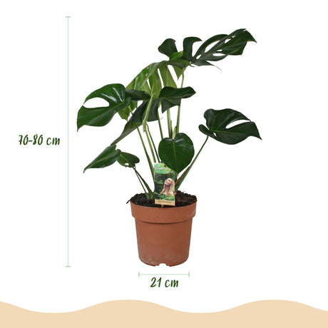 Green BoutiQ - Kamerväxtn - Monstera Deliciosa - Gatenplant - Weinig onderhoud - Groen - 1 Plant - met Potter Grijs - Kruka 21cm - Hoogte 70-80cm