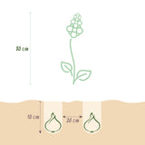 Green boutiQ - Bloembollen - Camassia Leichtlinii Mix - Kleur Paars i Wit - 5 stuks - Bolmaat 12/14 - XXL Pack