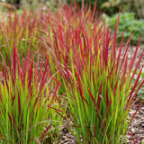 Imperata Red Baron - Herbe sanglante du Japon - H 15-25 cm, pot Ø11 cm