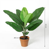 Philodendron Jungle King h45cm