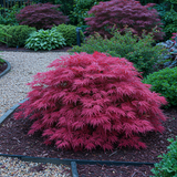 Green boutiQ - Terrasplant - Japanse Esdoorn - Acer palmatum Pink Dwarf - Roze - 1 Plant - Bladverliezend - Kruka 19cm Hoogte 70cm
