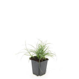 Luzule des neiges en godet - Luzula nivea - H 10-25 cm, pot Ø9 cm - photo 3