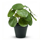 Pilea artificiel h25cm kruka inkluderad