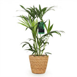 Green boutiQ - Kamerplant - Howea Forsteriana - Kentia Palm - Weinig Onderhoud - Groen - 1 Plant - met Mand - Kruka 19cm - Hoogte 80-85cm