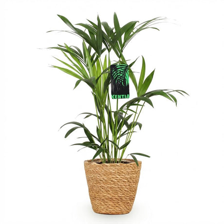 Green boutiQ - Kamerplant - Howea Forsteriana - Kentia Palm - Weinig Onderhoud - Groen - 1 Plant - met Mand - Kruka 19cm - Hoogte 80-85cm