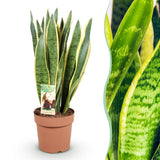 Green BoutiQ - Green is... Kamerväxtn - Utanevieria Laurentii - Vrouwentong - Weinig onderhoud - Groen - 1 Plant - Kruka 21cm - Hoogte 70-80cm
