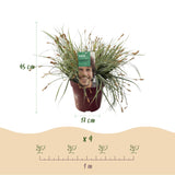 Green boutiQ - Siergrassen - Carex oshimensis Everest - Wit i Groen - 4 Växtn - Bladhoudend - Weinig Onderhoud - Kruka 17cm Hoogte 50cm