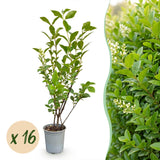 Kit haie Troène de Californie - H 35-45 cm, pot Ø9 cm