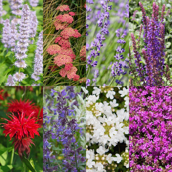 Green boutiQ - Borderpakket - Geurend - 8 Vaste växtn - 1 m2 - Diversen kleuren - Weinig Onderhoud - Kruka 11cm