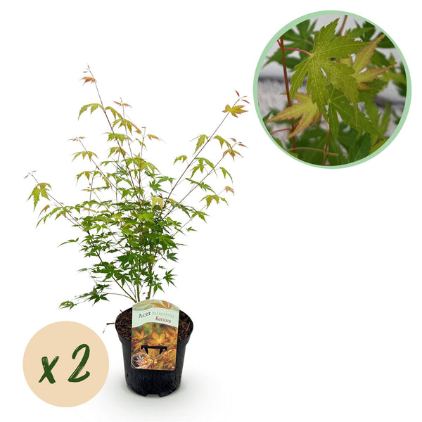 Green boutiQ - Terrasplant - Japanse Esdoorn - Acer palmatum Katsura - Oranje - 2 Växtn - Bladverliezend - Kruka 19cm Hoogte 70cm