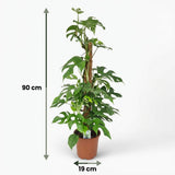 Green boutiQ - Kamerplant - Mini Gatenplant - Monstera Minima Mosstok - Groen - Weinig onderhoud - 1 Plant - Kruka 19cm - Hoogte 90cm