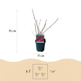 Green boutiQ - Heesters -  Ribes sanguineum Kind Edward - Bloem Rood - 1 Plant - Bladverliezend - Weinig Onderhoud - Kruka 17cm Hoogte 45cm