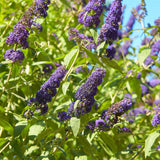 Green boutiQ - Vlinderstruik - Buddleja davidii Empire Blue- Bloem Blauw - 1 Plant - Bladverliezend - Vlinderlokkend -  Kruka 17cm Hoogte 25cm