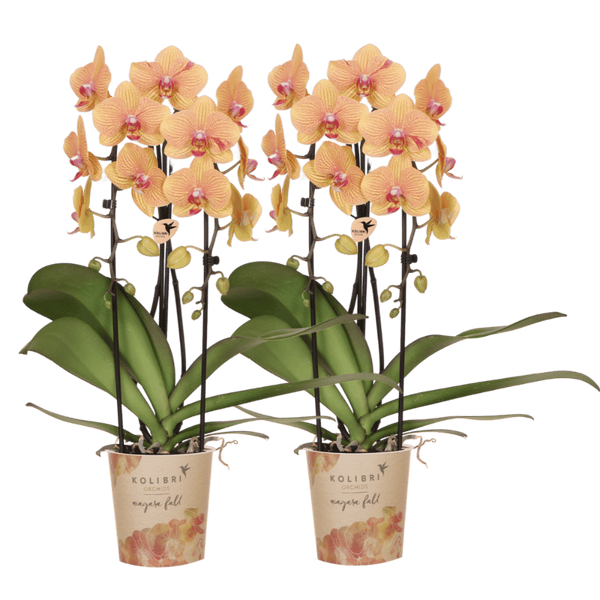 Orchidées Phalaenopsis orange et roses Niagara Fall Sunny Bunny - lot de 2 - pot Ø12 cm