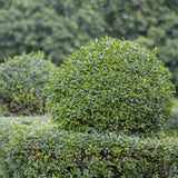 Green boutiQ - Haagväxtn - Ligustrum ovalifolium -  blad groen - 6 växtn - 1 strekkende meter - groenblijvend - kruka 17cm hoogte 55cm
