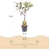 Green boutiQ - Fruitplant - Pruimen boom - Prunus domestica Opal - Geel Rode Vrucht - Kruka 21cm Hoogte 90cm