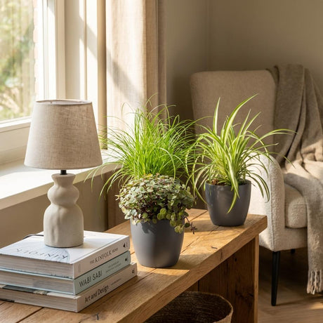 Green boutiQ - Kamerplant - Cyperus - Calissia - Chlorophytum - Mix van 3 - Huisdiervriendelijke Växtn - Groen - 3 Växtn - met Mand - Kruka 12cm - Hoogte 20cm