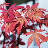 Green boutiQ - Terrasplant - Japanse Esdoorn - Acer palmatum Sumi-nagashi - Rood - 2 Växtn - Bladverliezend - Kruka 19cm Hoogte 70cm