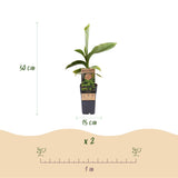 Green boutiQ - Fruitplant - Japanse vezelbanaan - Musa Basjoo - Winterhard - 2 växtn - Kruka 15cm Hoogte 50cm