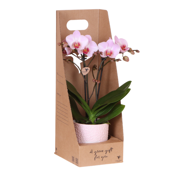 Orchidée Phalaenopsis rose Mineral Antwerpen - cache-pot Bloom rose et boîte cadeau - pot Ø9 cm