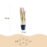 Imperata Red Baron - Herbe sanglante du Japon - H 15-25 cm, pot Ø11 cm