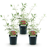 Green boutiQ - Tuinplant - Buddleja davidii Royal Red - Vlinderstruik - Winterhard - Rood - 3 Växtn - Kruka 17cm - Hoogte 45cm
