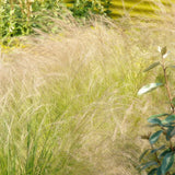 Stipa tenuissima Ponytails en godet - Cheveux d'ange - H 10-25 cm, pot Ø9 cm - photo 5