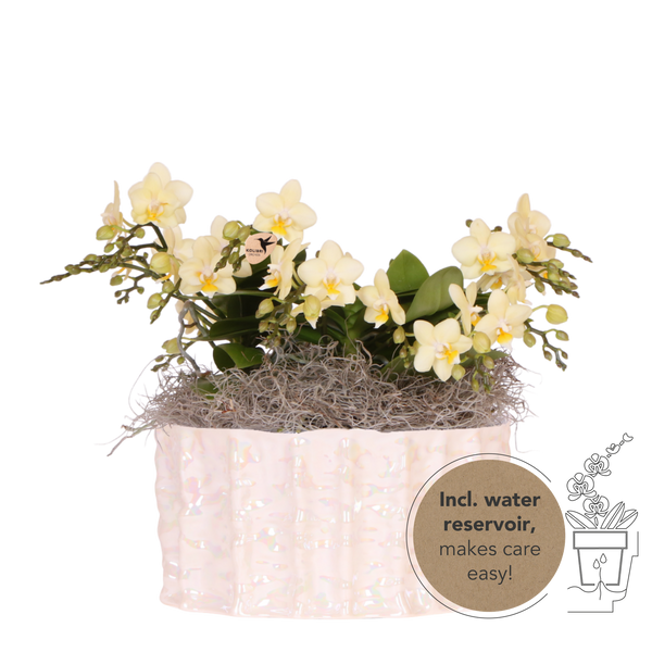 Orchidées Phalaenopsis jaunes Botanic Yellow en coupe Oyster - bouquet de 3 - H 30 cm, pots Ø9 cm