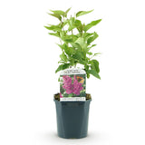 La Green Touch - Trädgårdsväxt - Syringa vulgaris Ludwig Spath - Vanlig Syrén - Frosthart - Lila - 1 Plant - Kruka 17cm - Höjd 45cm