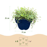 Thym rampant Minor - H 15-25 cm, pot Ø11 cm