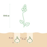 Green boutiQ - Bloembollen - Bulb Garden mix - Diversen soorten i kleuren - 125 stuks - Gift Verpakking