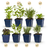 Green boutiQ - Borderpakket - Geurend - 24 Vaste växtn - 3 m2 - Diversen kleuren - Weinig Onderhoud - Kruka 11cm