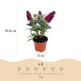 Green boutiQ - Tuinplant - Buddleja davidii Butterfly Candy Little Ruby - Vlinderstruik - Compact - Rood - 1 Plant - Kruka 12cm - Hoogte 20-25cm