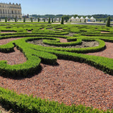 La Green Touch - Buxus Häck - BetterBuxus Babylon Beauty - Motståndskraftig mot Buxus svamp - 12 växter - 2 löpmeter - kruka 13cm höjd 30-35