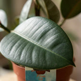 Green boutiQ - Kamerplant - Rubberplant - Ficus Elastica Cloe - Groen - Weinig onderhoud - 1 Plant - Kruka 19cm - Hoogte 65cm