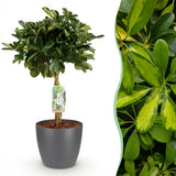 Green boutiQ - Kamerväxtn - Schefflera Gold Capelle - Vingerboom - Weinig onderhoud - Groen - goud - 1 Plant - met Potter Grijs - Kruka 21cm - Hoogte 70-80cm