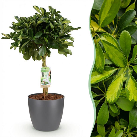 Green boutiQ - Kamerväxtn - Schefflera Gold Capelle - Vingerboom - Weinig onderhoud - Groen - goud - 1 Plant - met Potter Grijs - Kruka 21cm - Hoogte 70-80cm