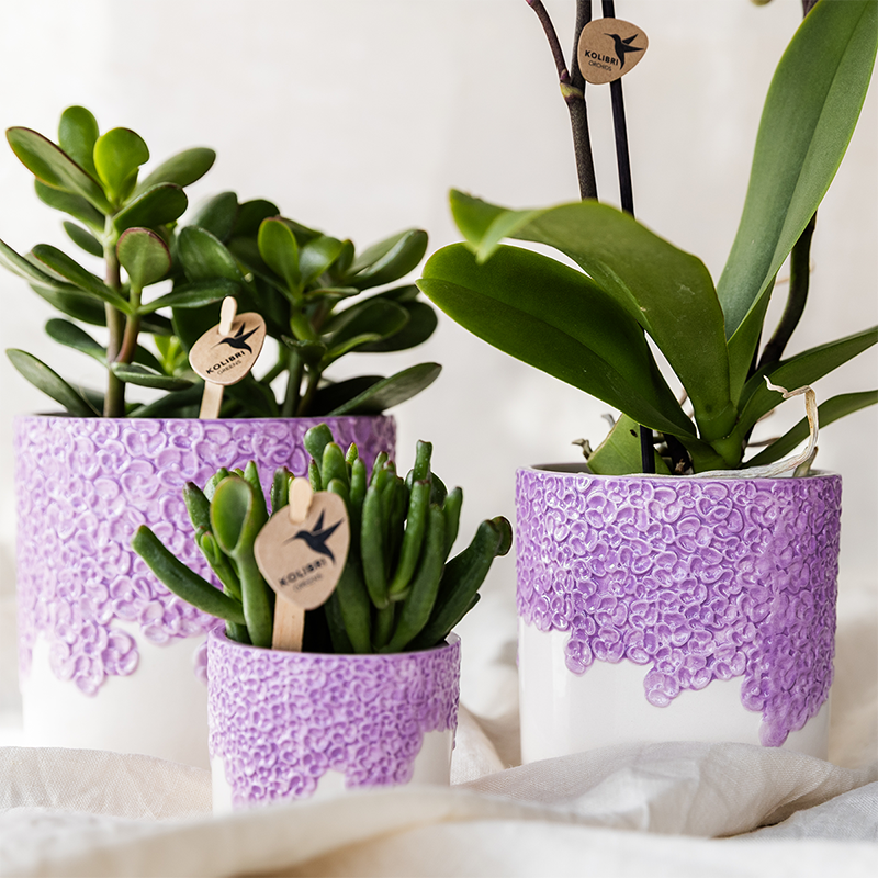 Kolibri Company | Växtnset Bloom Purple | Paarse Vienna orchidee + groene växtn incl. sierpotten