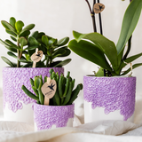 Kolibri Company | Växtnset Bloom Purple | Paarse Vienna orchidee + groene växtn incl. sierpotten