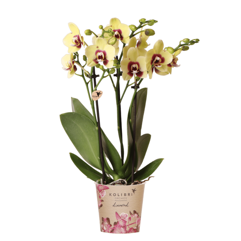 Orchidée Phalaenopsis jaune et rouge Diamond Uruguay - H 35 cm, pot Ø9 cm
