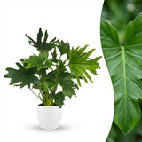 Green boutiQ - Kamerplant - Philodendron - Philodendron Lickety split - Groen - Weinig onderhoud - 1 Plant - met Potter Wit - Kruka 19cm - Hoogte 70cm