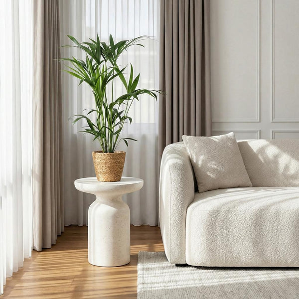 Green boutiQ - Kamerplant - Howea Forsteriana - Kentia Palm - Weinig Onderhoud - Groen - 1 Plant - met Mand - Kruka 19cm - Hoogte 80-85cm