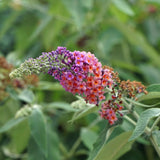 Green boutiQ - Vlinderstruik - Buddleja davidii Flower Power - Bloem Oranje Paars - 3 Växtn - 1m2 - Bladverliezend - Vlinderlokkend -  Kruka 17cm Hoogte 30cm