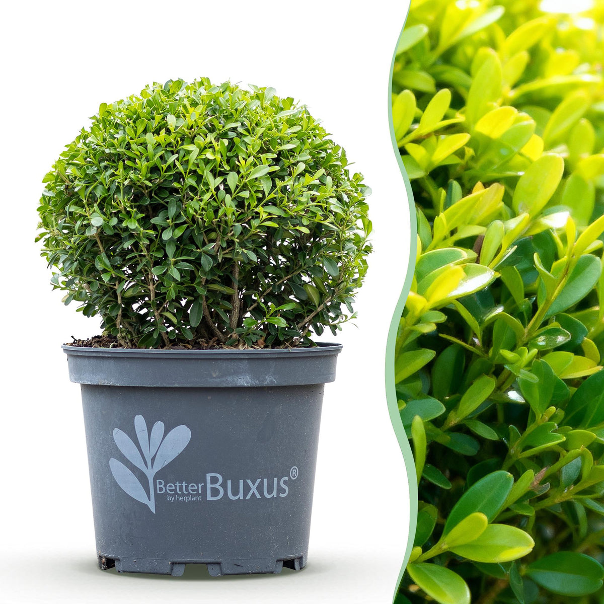 Green boutiQ - Buxus Bol - BetterBuxus Skylight - Resistant tegen de Buxus Schimmel - 1 växtn - kruka 23cm bol 25cm