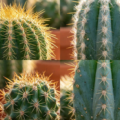 Mini Cactus Set - 3 Stuks - Ø 5.5 cm - Hoogte: 5-10 cm