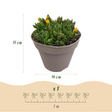 Green boutiQ - Bodembekker - Winterhard - Delosperma - 4 Växtn - Kleuren Rood - Geel - Paars - Roze - Weinig Onderhoud - Kruka 14 Hoogte 17