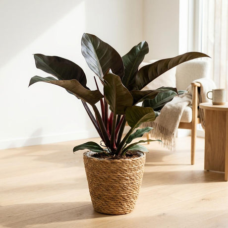 Green boutiQ - Kamerplant - Philodendron - Philodendron Imperial Red - Rood - Weinig onderhoud - 1 Plant - Kruka 19cm - Hoogte 60cm