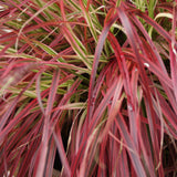 Green boutiQ - Siergrassen - Uncinia rubra Everflame  - Rood - 2 Växtn - Bladhoudend - Weinig Onderhoud - Kruka 17cm Hoogte 50cm