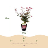Green boutiQ - Terrasplant - Japanse Esdoorn - Acer palmatum Shaina - Rood - 2 Växtn - Bladverliezend - Kruka 19cm Hoogte 70cm